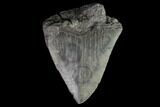 Partial, Fossil Megalodon Tooth - Serrated Blade #88993-1